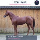 MAGNIFIQUE ENTIER - STALLONE - 5 ANS