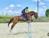 Cheval Hongre SF 7 ans par Hélios de la cour 