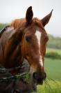 Cheval Hongre SF 7 ans par Hélios de la cour 