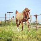 Cheval Hongre SF 8 ans par Hélios de la cour 