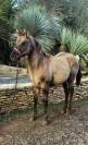 Magnifique pouliche Quarter Horse Smoky Grullo 91%