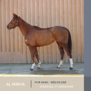 MAGNIFIQUE JUMENT - AL MINYA - 3 ANS