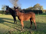 Poulinière trotteuse 8ans 