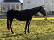 Poulinière trotteuse 8ans 