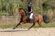 PONEY 149 WELSH / PFS 7 ANS CSO