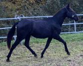 Poulain noir PRE PP 1,5 an