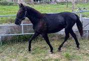 Poulain noir PRE PP 1,5 an