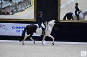 Perfectionnement dressage