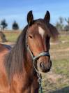 Jument gypsy cob