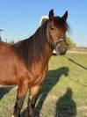 Jument gypsy cob