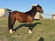 Jument gypsy cob