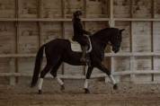 Lusitanien Massa Dressage Perfectionnement 