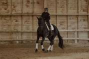 Lusitanien Massa Dressage Perfectionnement 