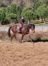 Cheval de sport Selle Francais