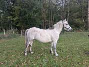 Ponette C 8 ans