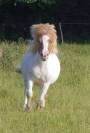 Poney Shetland standard 