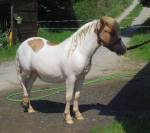 Poney Shetland standard 