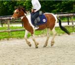 Poney 5 ans loisirs - club- compétition 