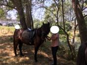 VEND PONEY POTTOK PLEIN PAPIER POUR RETRAITE PAISIBLE