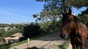 Aubagne - Belle écurie dans les collines