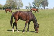 Superbe 2 ans par Dollar du Rouet