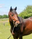 Superbe 2 ans par Dollar du Rouet