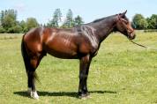 Superbe 2 ans par Dollar du Rouet