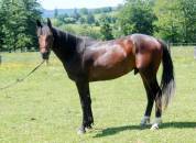 Superbe 2 ans par Dollar du Rouet