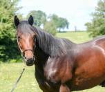 Superbe 2 ans par Dollar du Rouet