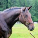 Superbe 2,5 ans par Dollar du Rouet