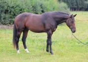 Superbe 2,5 ans par Dollar du Rouet