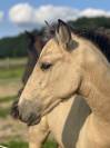 ❤️Adorable pouliche Lusitano ❤️