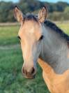 ❤️Adorable pouliche Lusitano ❤️