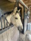 ❤️Adorable pouliche Lusitano ❤️