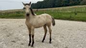 ❤️Adorable pouliche Lusitano ❤️