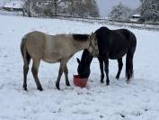 ❤️Adorable pouliche Lusitano ❤️