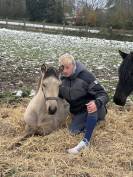 ❤️Adorable pouliche Lusitano ❤️