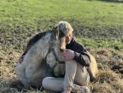 ❤️Adorable pouliche Lusitano ❤️