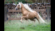 ❤️Adorable pouliche Lusitano ❤️