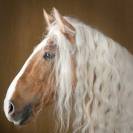 ❤️Adorable pouliche Lusitano ❤️