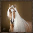 ❤️Adorable pouliche Lusitano ❤️