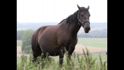 ❤️Adorable pouliche Lusitano ❤️