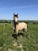 Potranca Lusitano En venta 2024 Isabelo por Prestigio
