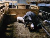 Ferme sur les hauteur de Moûtiers