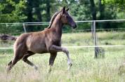 Superbe Poulain dressage 