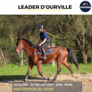 JOLI HONGRE - LEADER D'OURVILLE - 3 ANS 