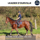 JOLI HONGRE - LEADER D'OURVILLE - 3 ANS 