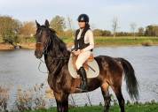 Cheval 5 ans sport à vendre