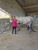 Poney compagnie 