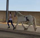 Poney gypsy cob 